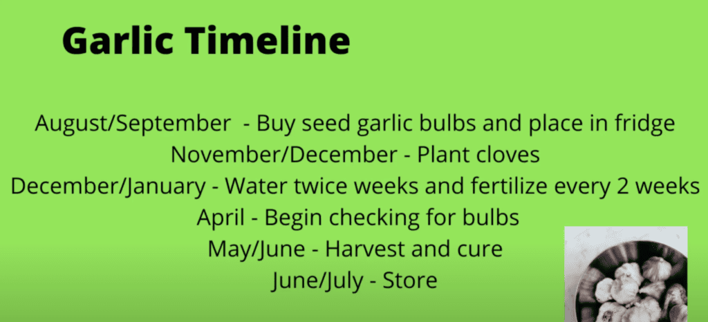 Garlic planting schedule